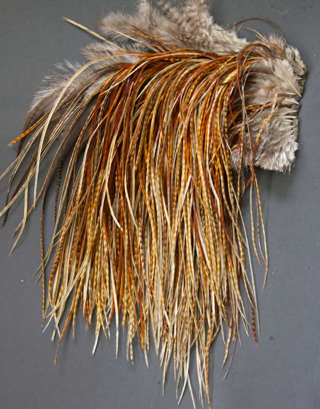 Indian Cock Neck